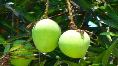 أنواع اشجار المانجو