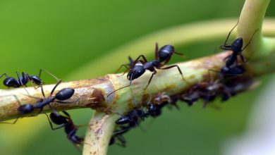 أنواع النمل