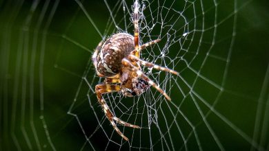 رؤية العنكبوت في المنام