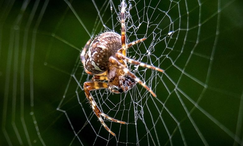 رؤية العنكبوت في المنام
