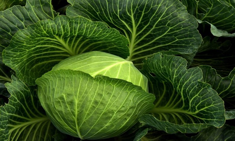 الكرنب في المنام