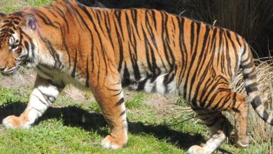 تفسير رؤية النمر في المنام