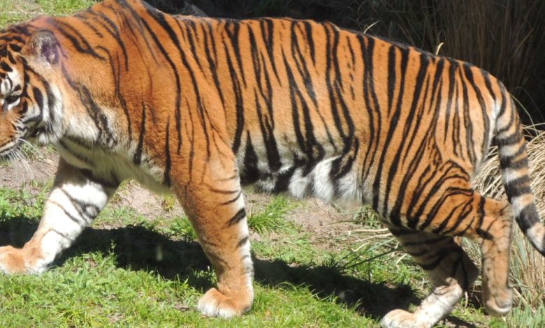 تفسير رؤية النمر في المنام