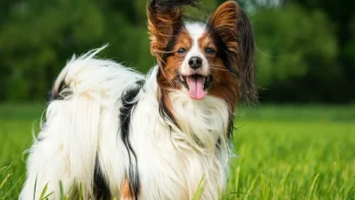 انواع الكلاب وأشهر أنواع الكلاب الشرسة وأفضلها لحراسة المنزل