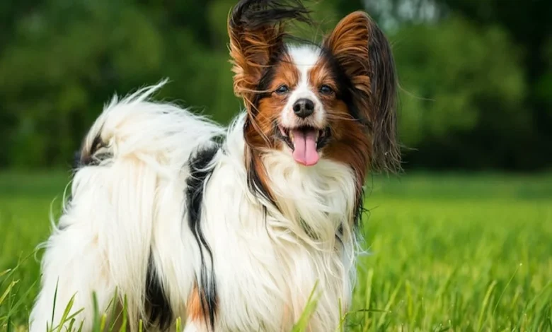 انواع الكلاب وأشهر أنواع الكلاب الشرسة وأفضلها لحراسة المنزل