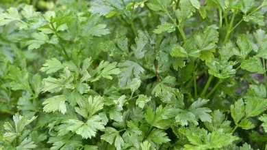 تجربتي مع البقدونس للكلى