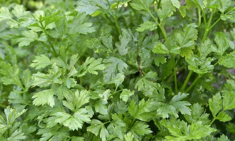 تجربتي مع البقدونس للكلى