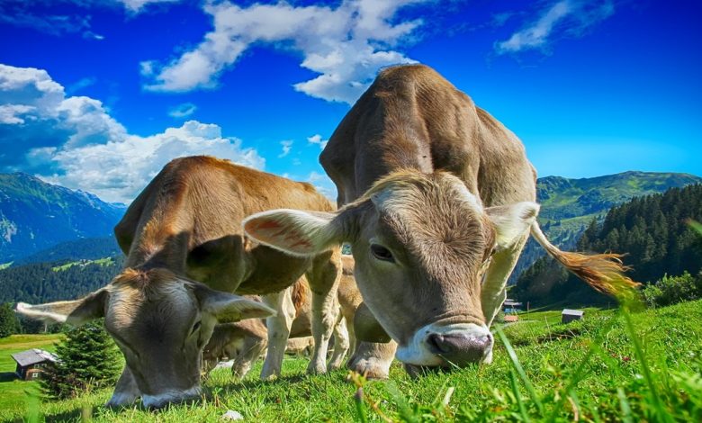 تفسير حلم البقره في المنام