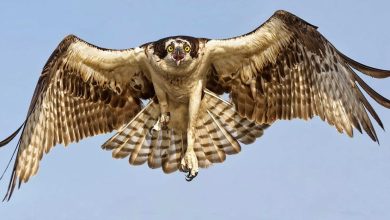 رؤية الصقر في المنام