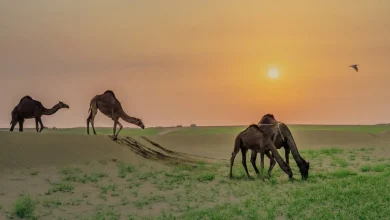 صور ربيع مكة المكرمة