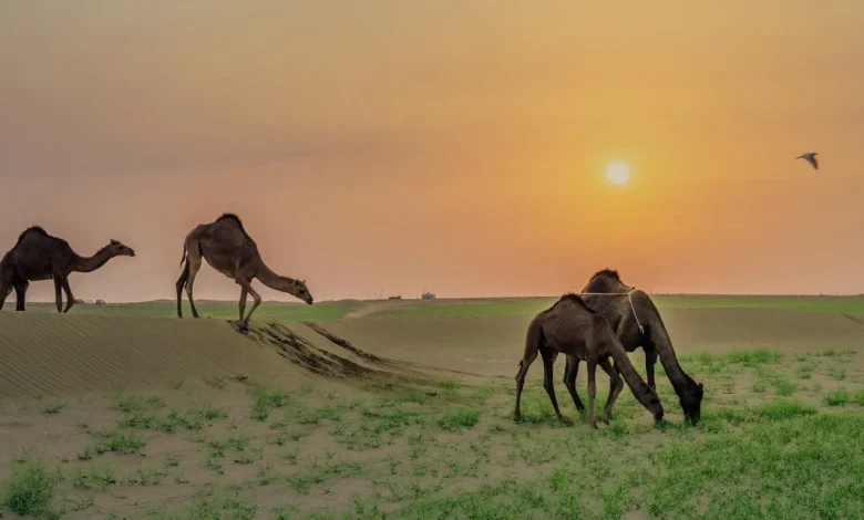 صور ربيع مكة المكرمة