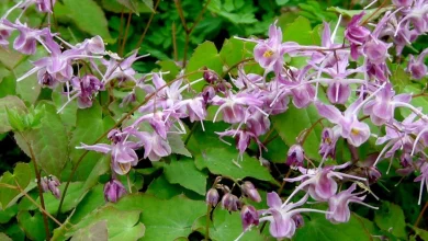 عشبة العنزة