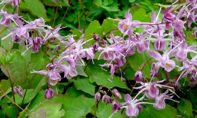 عشبة العنزة