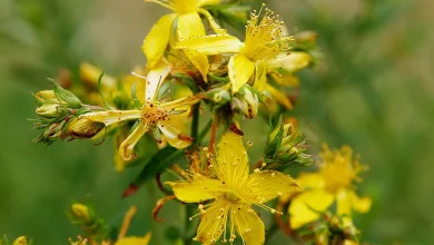 عشبة القديسين