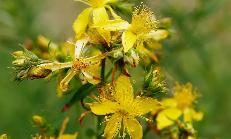 عشبة القديسين