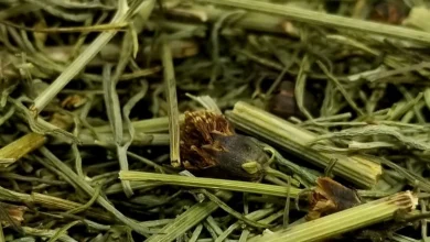 تجربتي مع عشبة المدينة للحمل