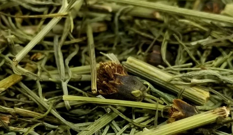 تجربتي مع عشبة المدينة للحمل