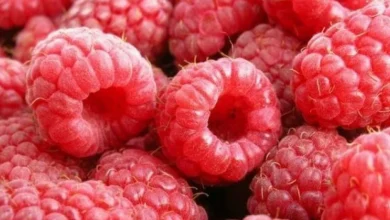 فوائد التوت البري على صحة الجسم