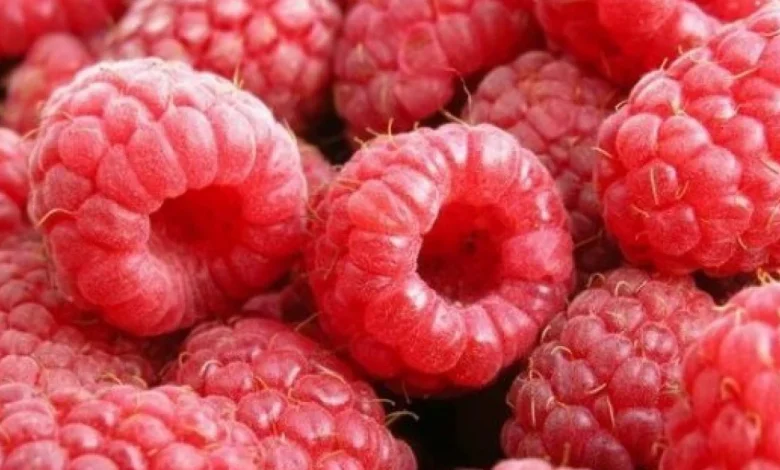 فوائد التوت البري على صحة الجسم