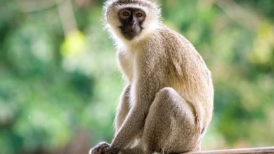 تفسير رؤية القرد في المنام للعزباء