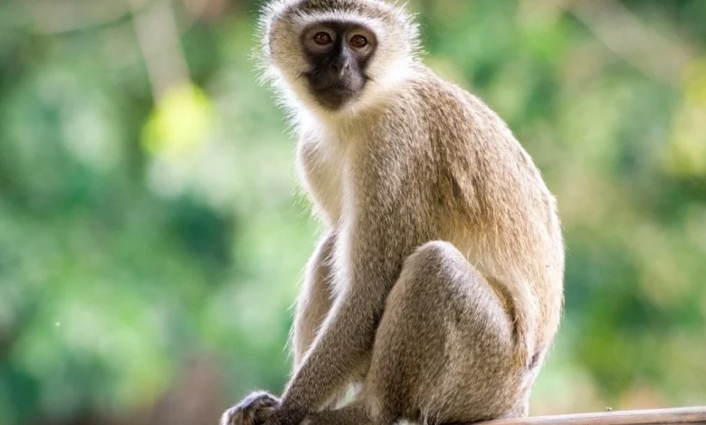 تفسير رؤية القرد في المنام للعزباء