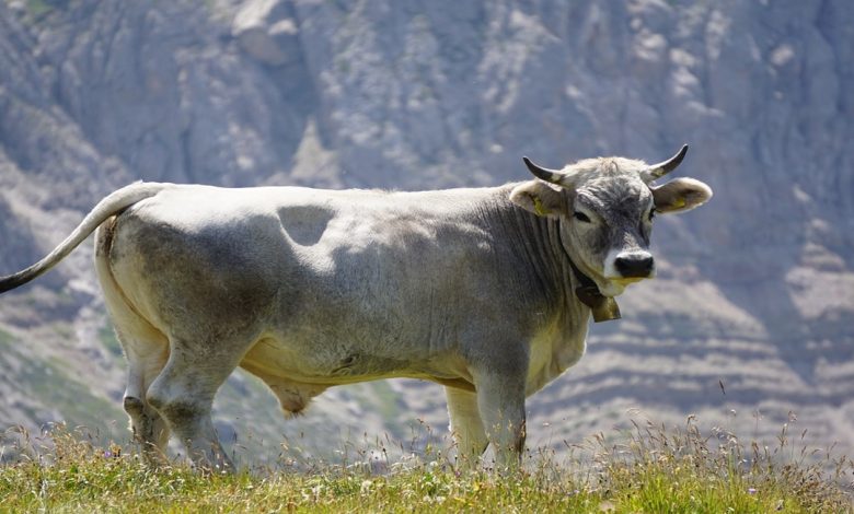 معلومات عن الثور