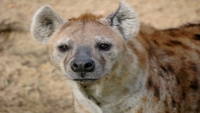 معلومات عن الضبع