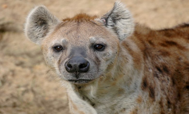 معلومات عن الضبع