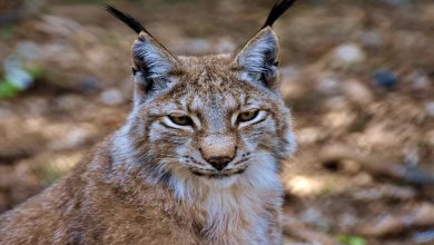 معلومات عن الوشق