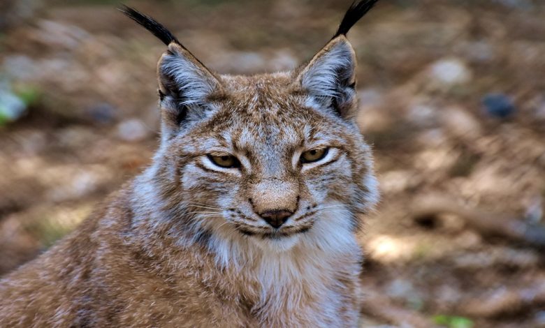 معلومات عن الوشق