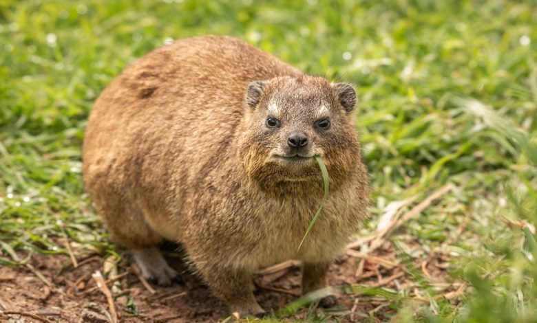 معلومات عن حيوان الوبر