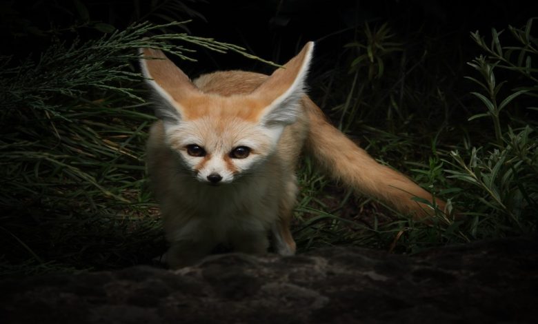 معلومات عن حيوانات الفنك