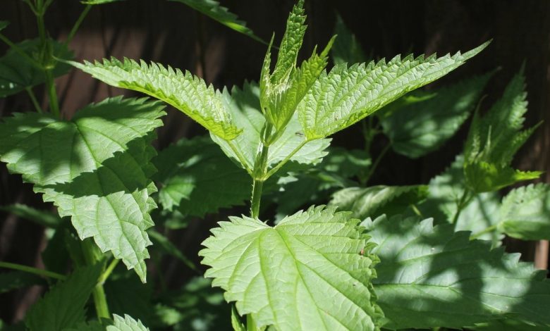 نبات القراص وفوائده