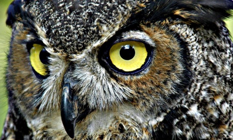 تفسير رؤية البومة في المنام