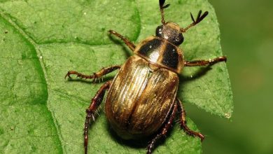 خنفساء في المنام