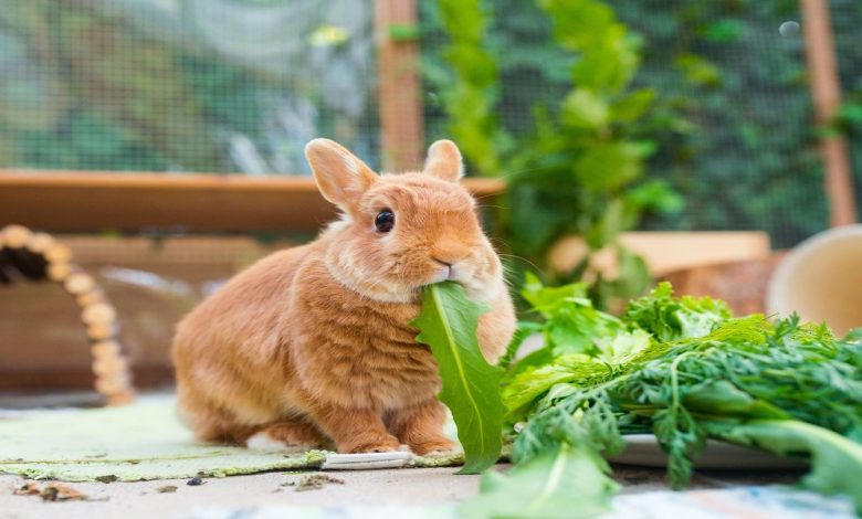 الارنب في المنام