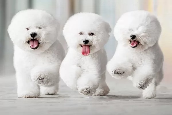 الكلاب في المنام