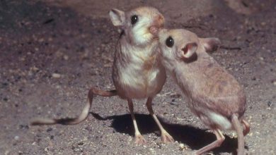 أسماء حيوانات بحرف الياء