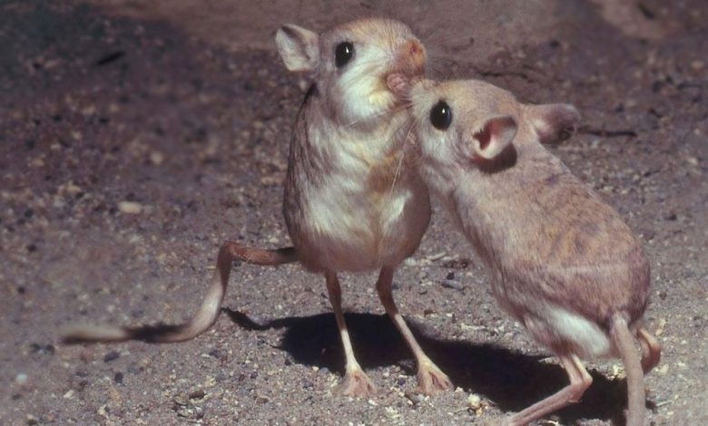 أسماء حيوانات بحرف الياء