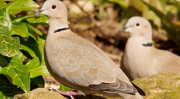 أسماء حيوانات بحرف الياء