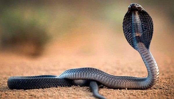 الافعي في المنام