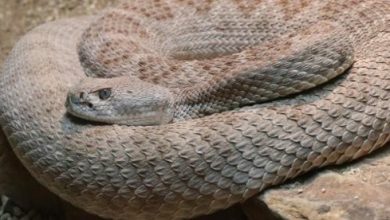 الافعي في المنام