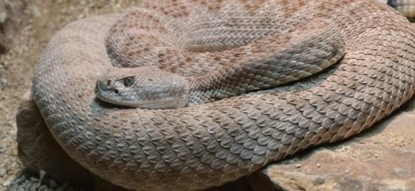 الافعي في المنام