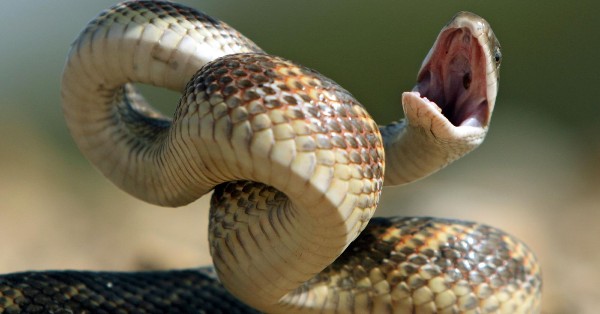 الافعي في المنام