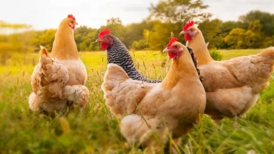 الدجاج في المنام