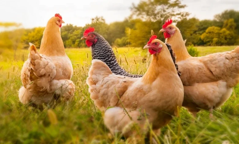 الدجاج في المنام