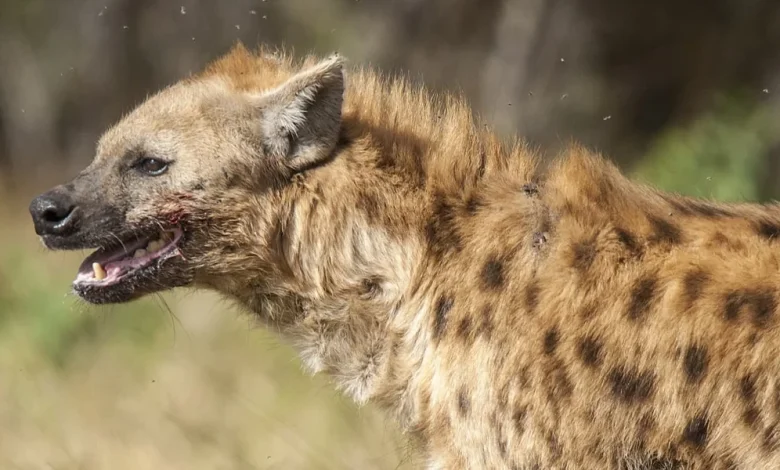 الضبع في المنام