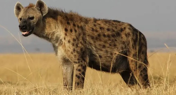 الضبع في المنام