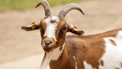 الماعز في المنام