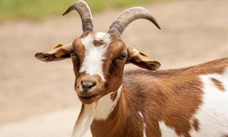 الماعز في المنام